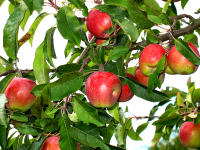 Ungespritzte Bio�pfel schmecken einfach besser!