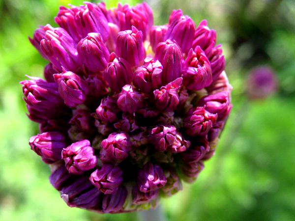Zierlauch (Allium "Purple Sensation") ist nicht nur beim Aufblhen ein Erlebnis. Zum einen zieht er faszinierende Wildbienen an, zum anderen bildet er bis zum Herbst wunderschne Fruchtstnde aus.