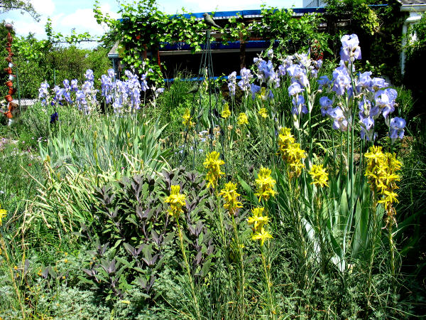 Frhsommer im Steppengarten mit hoher Bartiris, Asphodeline, ...