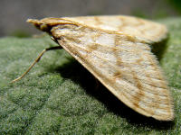 Die vielen Nachtfalter dienen v.a. Fledermusen als Nahrung. Hier ein an Knigskerzen lebender, gefhrdete Kleinschmetterling (Paracorsia repandalis D.&S.)