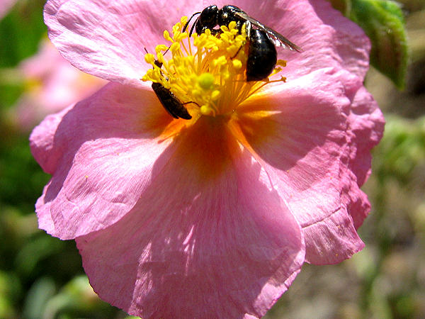 Auf den Sonnenrschen-Stauden sind immer jede Menge Wildbienen- und Kferarten zu beobachten.