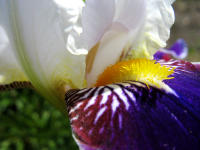 Im Bauerngarten haben auch historische Iris-Sorte Ihren Platz. Hier die Sorte "Wabash" (1936). Die �lteste unserer Iris-Sorten hat ihren Ursprung im Jahr 1844.