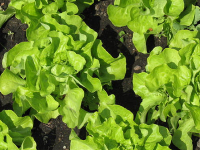 Selbst gezogener Kopfsalat 2 Wochen vor der Ernte