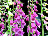 Fingerhut (Digitalis purpurea) darf sich versamen und bildet gr��ere Best�nde