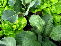 Mischkulturen von Anfang an - hier Jungpflanzen von Salat, Kohl und Borretsch - halten die Pflanzen gesund.
