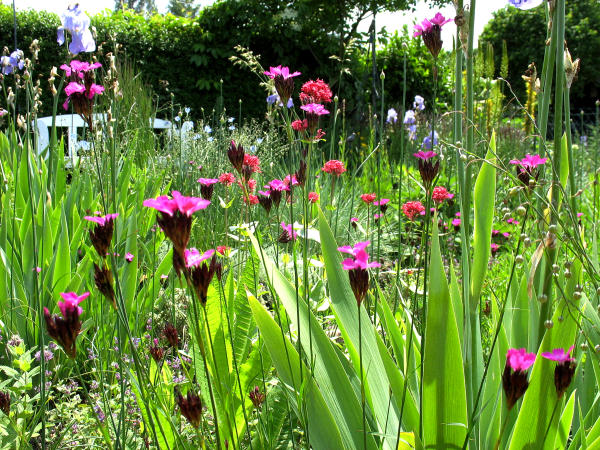 Im Steppengarten werden heimische Pflanzen wie die Karthusernelke (Dianthus carthusianorum), Karde und andere mit einbezogen.