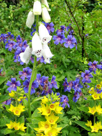 kontrastreiche Kombination: Fingerhut (Digitalis purpurea "Alba") vor Gold-Felberich (Lysimachia punctata) und Pracht-Storchschnabel (Geranium x magnificum)