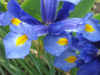 Iris (Holl�ndische Hybride der zwiebelbildenden Xiphium-Gruppe)