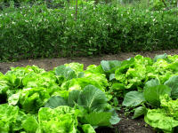 Mischkultur aus Salat und Kohl, dahinter Erbsen