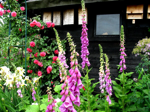 Der alte Ger�teschuppen wurde unmittelbar nach dem Krieg errichtet. Heute finden Wildbienen und Flederm�use hier Nisthilfen; Rose ("Rosarium Uetersen"), Kletterhortensie und Efeu d�rfen an ihm emporklimmen. Im Vordergrund: Fingerhut, Iris und Akeleibl�ttrige Wiesenraute.