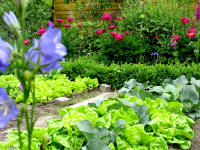 Im Gem�segarten haben auch Blumen Platz!