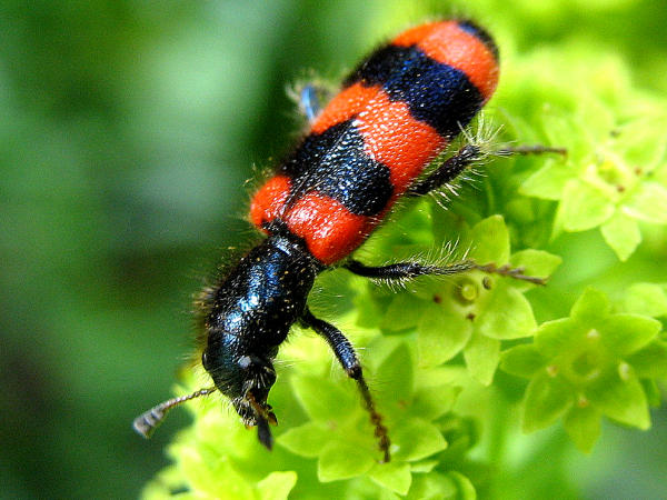 Die Larven des Bienkfers, auch "Bienenwolf" genannt, entwickeln sich in den Nestern von Wildbienen. Der Kfer besucht in unseren Grten v.a. Rosenblten sowie - wie im Bild - die Blten des Frauenmantel (Alchemilla mollis)