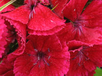 Bartnelken (Dianthus barbatus) ...