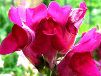 Garten-L�wenmaul (Antirrhinum majus)