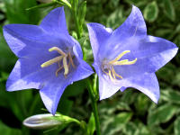 Pfirsichbl�ttrige Glockenblume (Campanula persicifolia): beliebt bei den solit�r lebenden Wildbienenarten.
