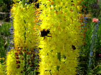 Die Steppenkerze (Eremurus robustus) kommt bei Hummeln gut an