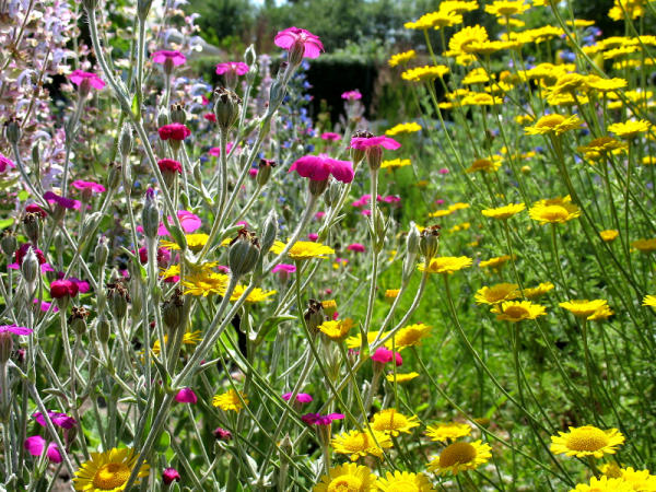 Vexiernelke (Lychnis coronaria, links) mit Frberkamille (Anthemis tinctoria, rechts)