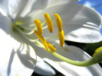 Madonnenlinie (Lilium martagon) - Duftende Bauerngartensch�nheit