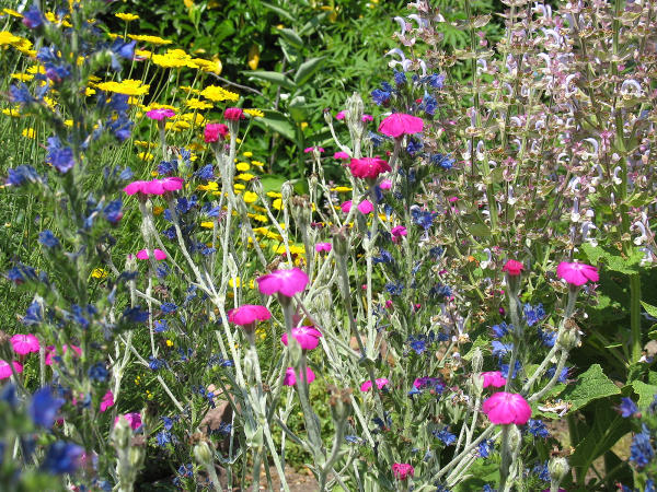 ... Zu diesen "wandernden Arten" zhlen auch Vexiernelke (pink), Muskatellersalbei (rosa) und der heimische Natternkopf (blau). Im Hintergrund zu sehen auerdem die Hundskamille (gelb).