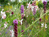 Steppenbeete sind das ganze Jahr ber bltenreich; hier mit Prachtkerze und -scharte (Gaura lindheimeri, Liatris spicata)