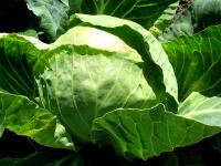 Lecker: biologisch erzeugter Wei�kohl