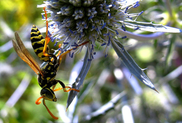 ... und Edeldistel (Eryngium planum). Feldwespen sind vllig harmlos, niemals angriffslustig und bauen nur kleine Nester, in denen maximal 20-30 Tiere leben.