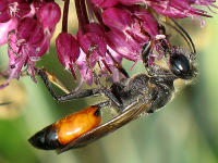 Mnnchen der zu den Grabwespen zhlenden Heuschreckensandwespe (Sphex funerarius = rufocinctus) auf Kopflauch (Allium sphaerocephalon)