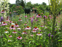 Echinacea (rosa) mit Liatris (llila), Yucca (links) und Knigskerze (rechts)