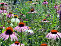 Sonnenhut (Echinacea purpurea) gibt es in rosa und weier "Ausfhrung".