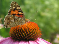 Distelfalter (Cynthia cardui) auf Sonnenhut (Echinacea purpurea)