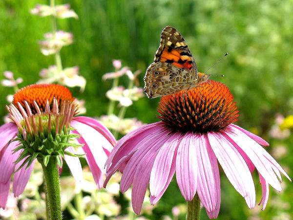 Distelfalter auf Echinacea purpurea (Sonnenhut)