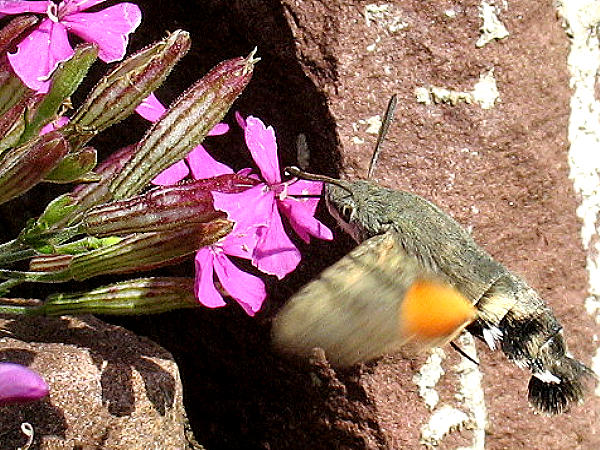 Taubenschwnzchen - der "Kolibri" unter den Faltern - hier an Silene schafta (Leimkraut)