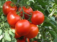 Ohne Kunstd�nger und Spritzmittel erzeugte Tomaten - lecker!