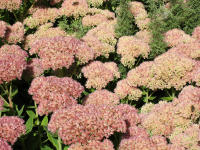 Fetthenne (Sedum Telephium-Hybride): schner Herbst- und Winteraspekt