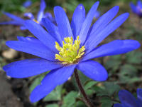 Balkan-Anemone (Anemone blanda): hbscher Frhlingsbote