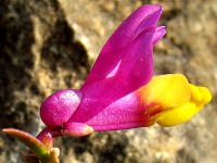 Duft-Kreuzblmchen (Polygala chamaebuxus): zarter Veilchenduft