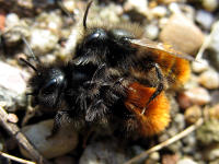 Paar der Gehrnten Mauerbiene (Osmia cornuta)