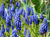 ... bieten die Traubenhyazinthen den Mauerbienen - v.a. den zuerst schl�pfenden M�nnchen - erste Nahrung.