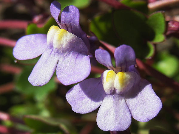 Schaut man einmal genauer hin, werden viele Blten zu Wunderwerken der Natur, so z.B. die von Zimbelkraut (Cymbalaria muralis), ...