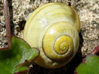 Gehuseschnecken sind sehr ntzlich: Etliche Arten vertilgen z.B. gerne Gelege von Nacktschnecken