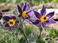 Heimisch: Die Kchenschelle (Pulsatilla vulgaris) verkndet den Frhling