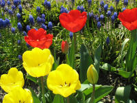 Mitte April bieten die Zwiebelpflanzen der Staudenrabatten eine leuchtende Farbenpracht. W�hrend die Tulpen besonders gern von Hummeln besucht werden, ...