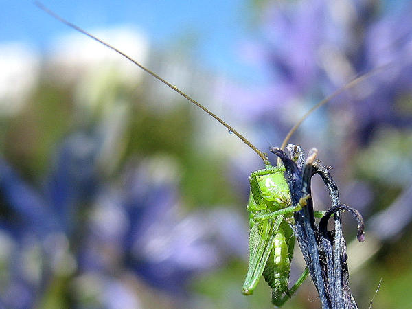 Junge Laubheuschrecke an abgeblhter Camassia cusickii