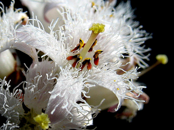 ... Fieberklee (Menyanthes trifoliata), ...