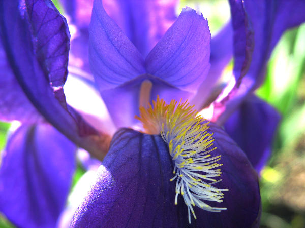 Der Naturerlebnisgarten beherbert viele schne Iris-Arten und -sorten.