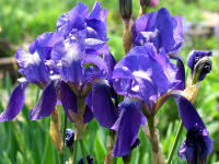In groer Zahl zu bewundern gibt es die verschiedenen Formen der Iris: Von Zwerg- bis hoher Bartiris sind jeweis etliche Sorten vertreten.