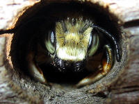 Im unseren Grten leben zig verschiedene Wildbienenarten