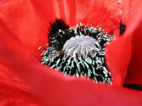 T�rkenmohn (Papaver orientale) wird v.a. von Hummeln angeflogen.