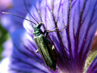 Scheinbockkfer (Oedemera flavipes) auf Pracht-Storchschnabel (Geranium x magnificum)