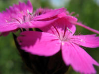 Schn & heimisch: Karthusernelke (Dianthus carthusianorum)